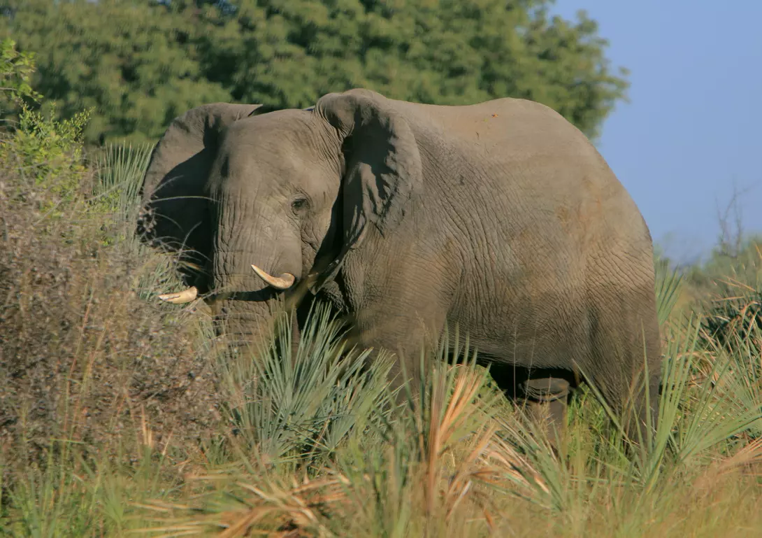 Okavango Delta